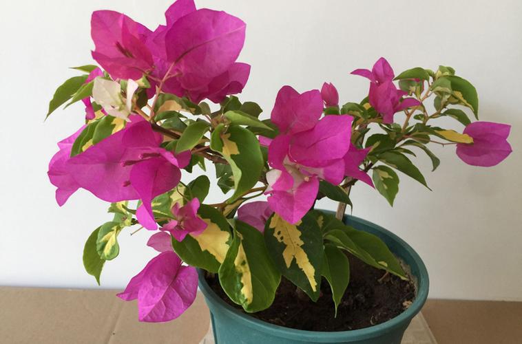 名贵三角梅品种排名