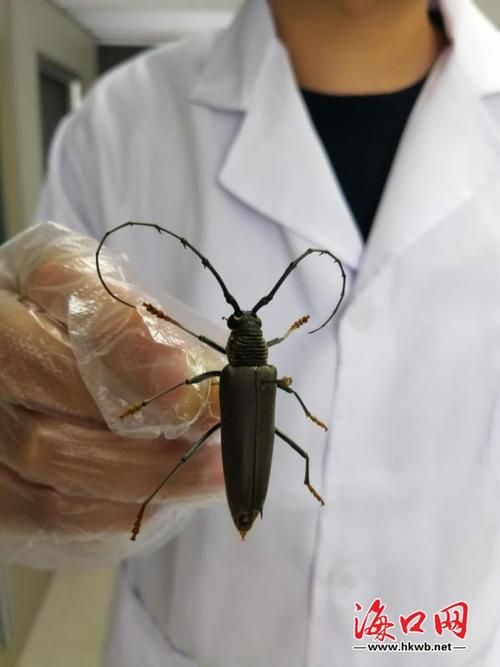 全国口岸首次!海口海关截获弯刺天牛