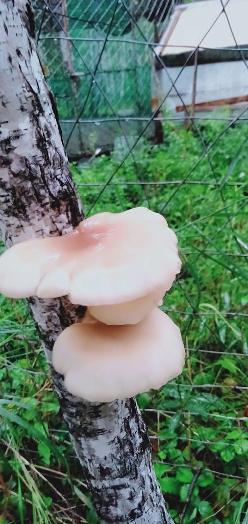 树上长的白桦蘑菇,林中到处可见