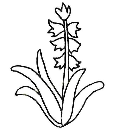 风信子简笔画图片怎么画? 简笔画教程