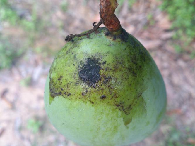 大芒果怎么防治烟煤病和炭疽病