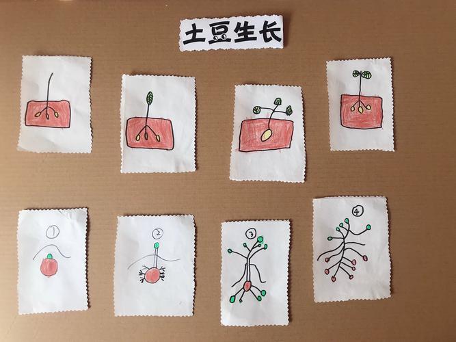 写美篇  幼儿通过本次课程,参与种植土豆,对土豆种植的方法和植物的