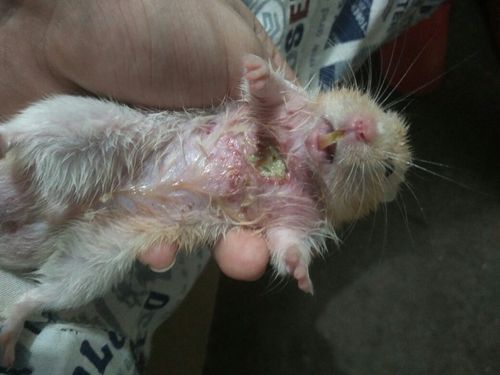 求助!我的仓鼠合笼被咬出一块肉,现在烂了