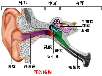 耳朵是不是被耳垢堵死了海之声免费耳道影像检查一目了然