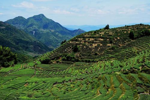安溪茶山(感德高坪头)