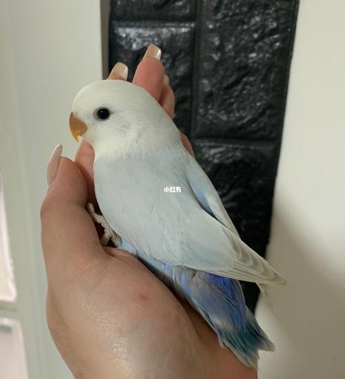 蓝面伊_牡丹_手养牡丹鹦鹉_宠物_宠物其他