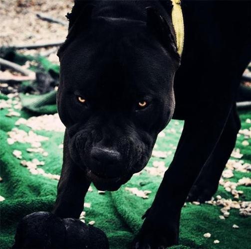 普雷萨加纳利犬,犀利的眼神,强劲的气场,外表霸气侧漏,加纳利犬性格