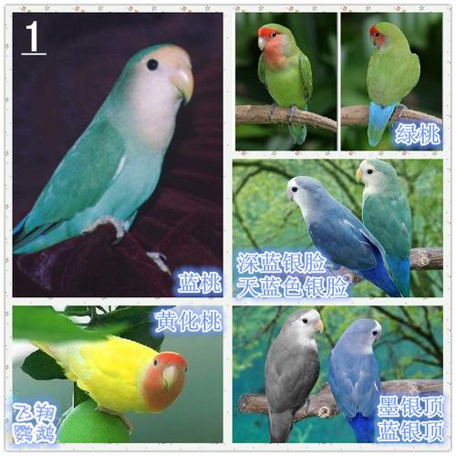 [飞翔鹦鹉]牡丹鹦鹉种类—图鉴