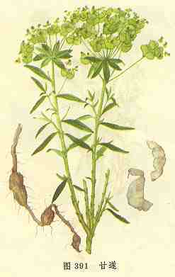 用甘遂(炒)二钱二分,牵牛一两半,共研为末,煎为水剂,随时服用.