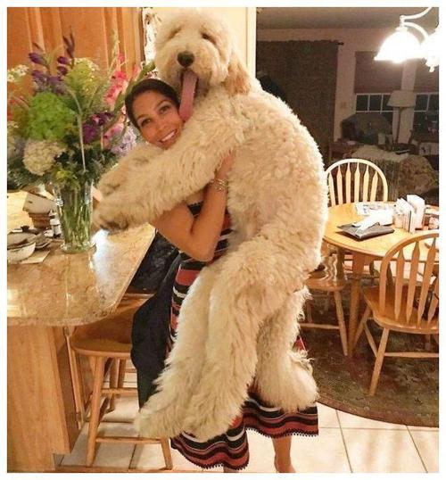 4,消费高:体型大的巨贵,除了成本贵之外,饲养费用也不低.