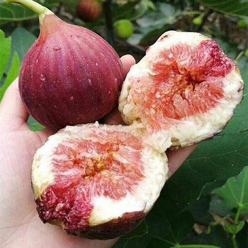 购客无花果树果苗盆栽带果带土特大无花果苗果树苗当年结果南北方种植