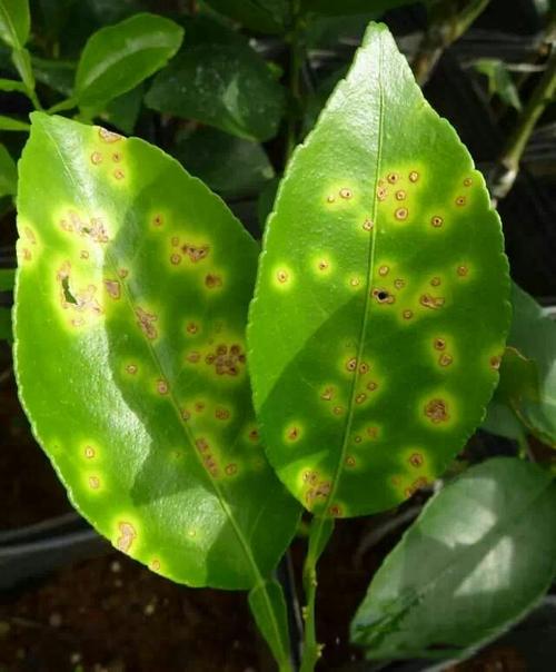 植物细菌病