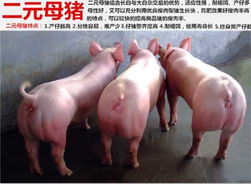 赤峰地区纯种梅山小母猪哪里订购正规的互利共赢