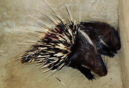 豪猪价格多少一斤豪猪种苗价格多少钱