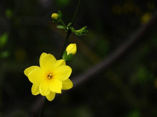迎春花图片高清大图!