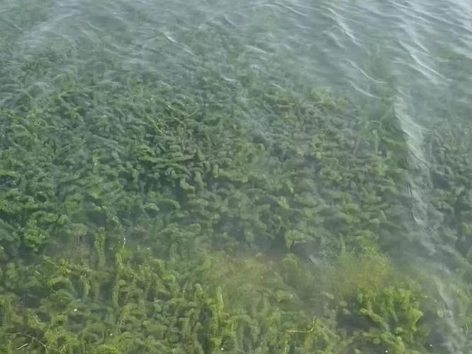 在罗氏沼虾池塘怎么还种植水草,但是经过了广东一行以后发现在广东