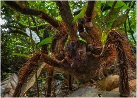 南美洲亚马逊森林出现巨型食鸟蜘蛛体型大如狗