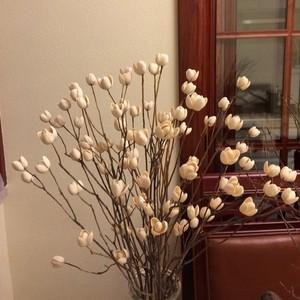 开心果壳手工diy干花材料装饰画客厅工艺品500ga2份包邮