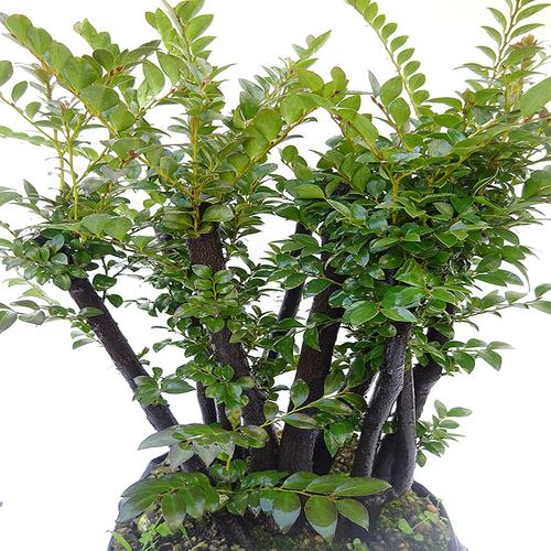 四季常青植物 室内绿植 除甲醛 小叶紫檀盆景客厅盆栽树苗木老桩