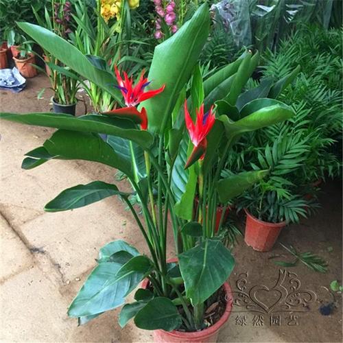 天堂鸟盆栽植物清仓包邮鹤望苗兰大型绿植客厅室内四季花卉吸甲醛
