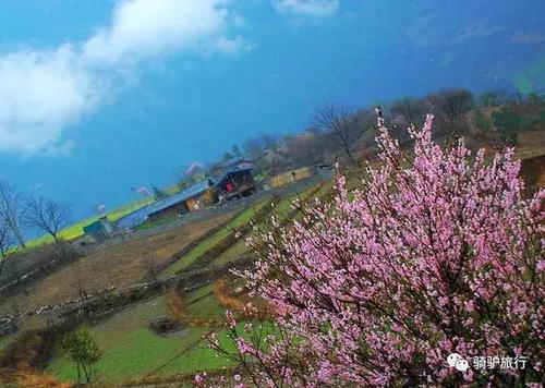 大片大片的桃花盛开在被当地人称作扎那桶村的桃花岛上,美得不似人间.