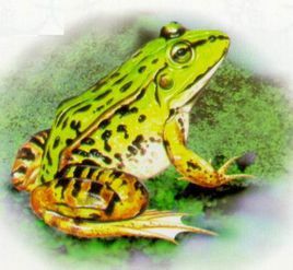 幼体与成体的形态结构和生活习性差异很大,这种发育过程成为变态发育