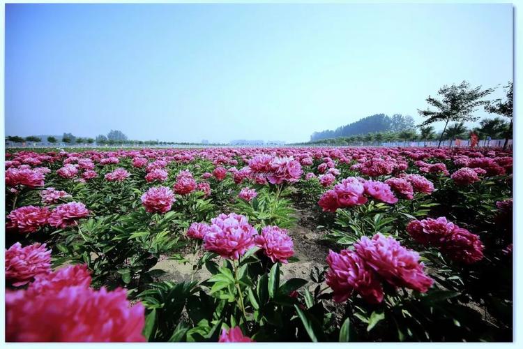 五月花神-芍药,何不再去寻觅那一抹温柔留住春意盎然!