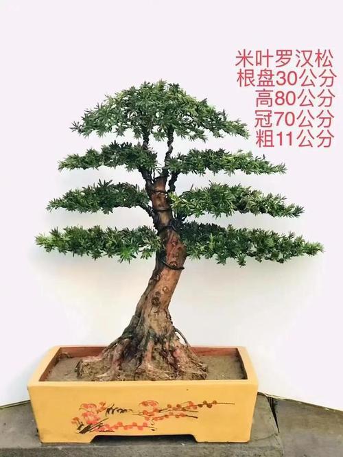 分享一组精品米叶罗汉松