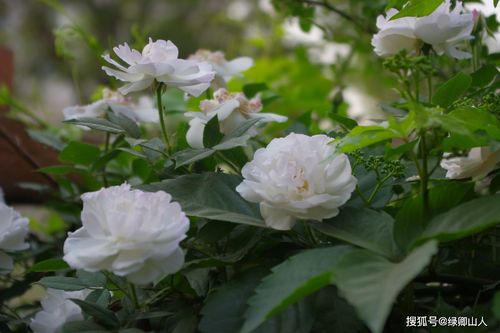 含蓄的爱,纯洁而美丽的白色蔷薇花