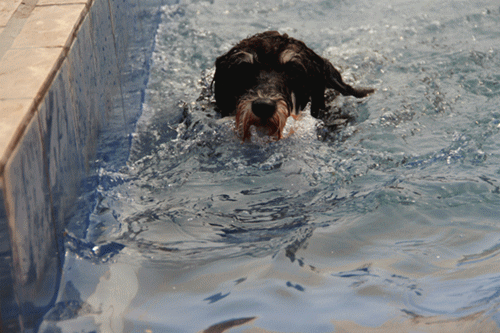 狗狗gif游泳gif水池gif上岸gif