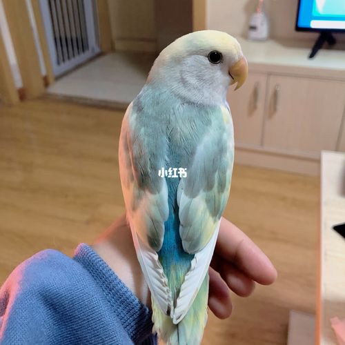 超78花桃牡丹鹦鹉杂毛鸡