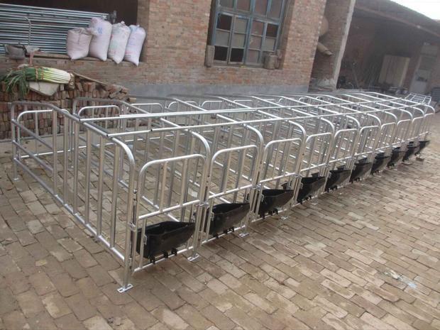 母猪定位栏的尺寸和大小