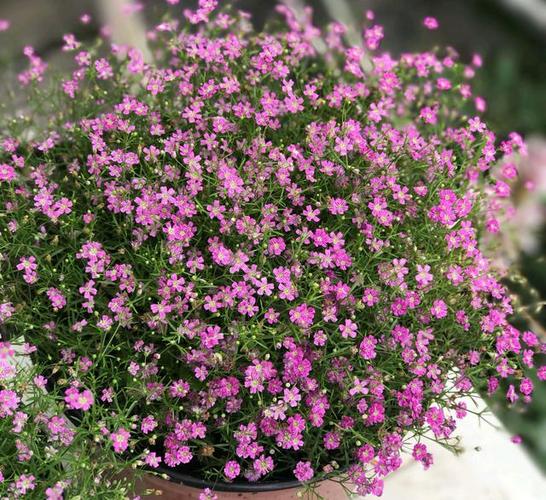 秋天才是草花种植的好季节,春天花满园,让你的阳台,花园更漂亮