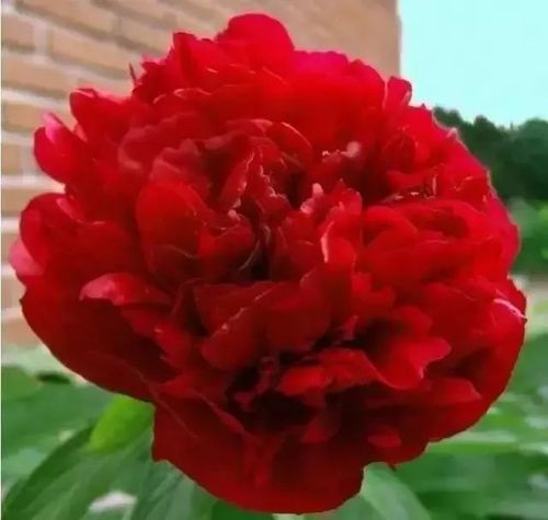 史上最全牡丹花图鉴,5月赏花必备,一般人不知道