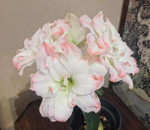 重瓣大花朱顶红代表品种黛丝,花朵硕大颜色高贵