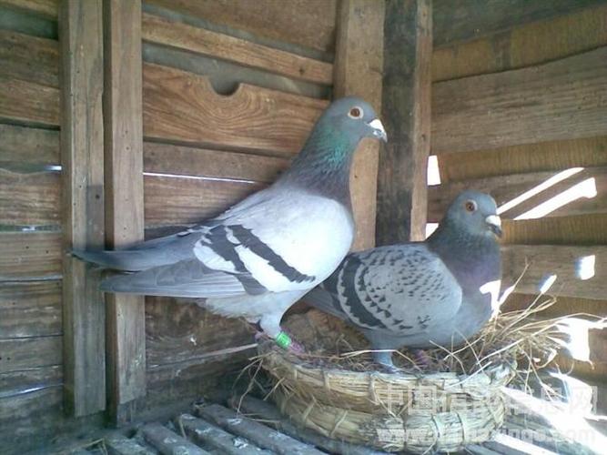 山东丹麦王鸽养殖基地-山东丹麦王鸽\山东丹麦王鸽养殖基地 山东丹麦