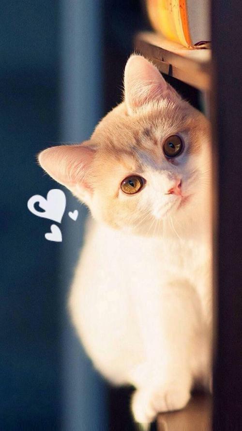 猫咪 汪汪 可爱 萌 动物