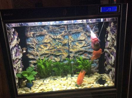 罗汉鱼换了鱼缸之后一直在右上角不干往下游,而且有时候会翻来翻去