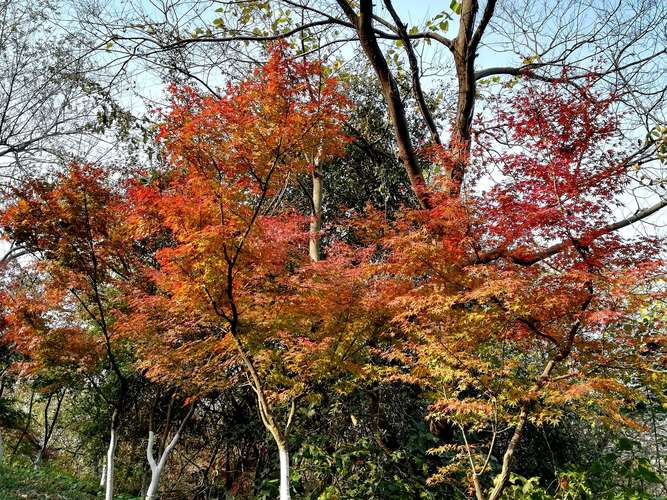 金陵秋色:栖霞红叶(上集)