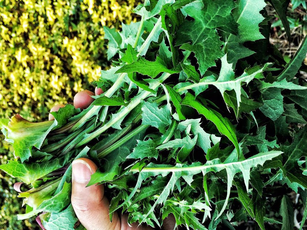 若长在房屋旁边请您采叶就行留下根茎苦苣菜价值真的好珍贵