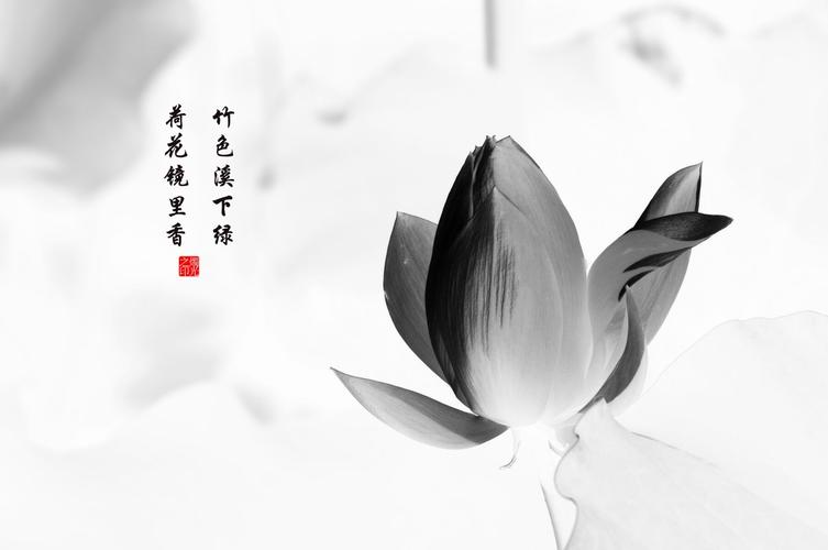 水墨丹青话荷花