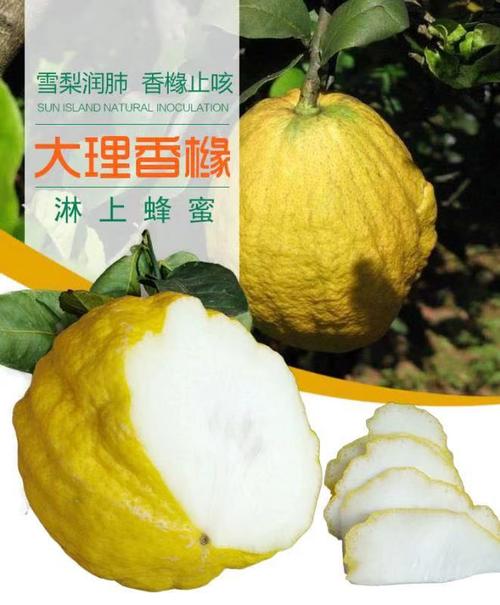 共126 件香橼果鲜相关商品