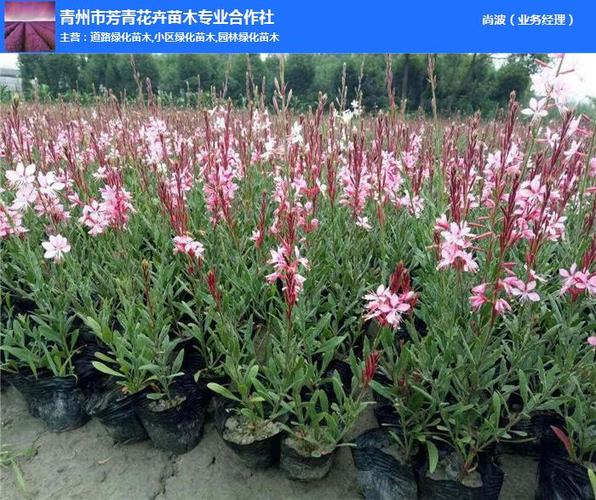 山桃草芳青花卉苗图山桃草营养钵苗