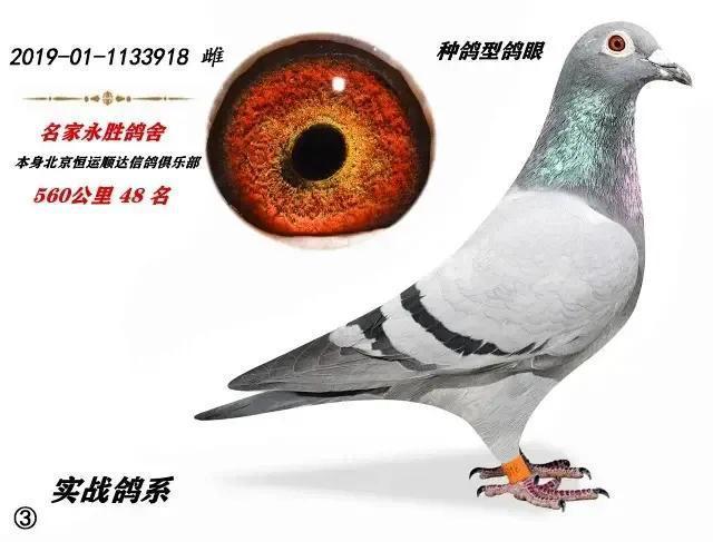 1983年3月12日马金·凡吉尔去逝,使世界信鸽运动史上推动了一位伟大的