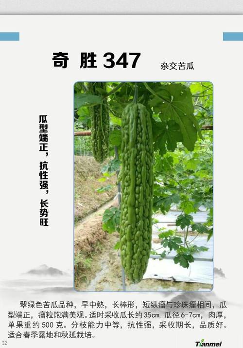 高端苦瓜好品种都在这