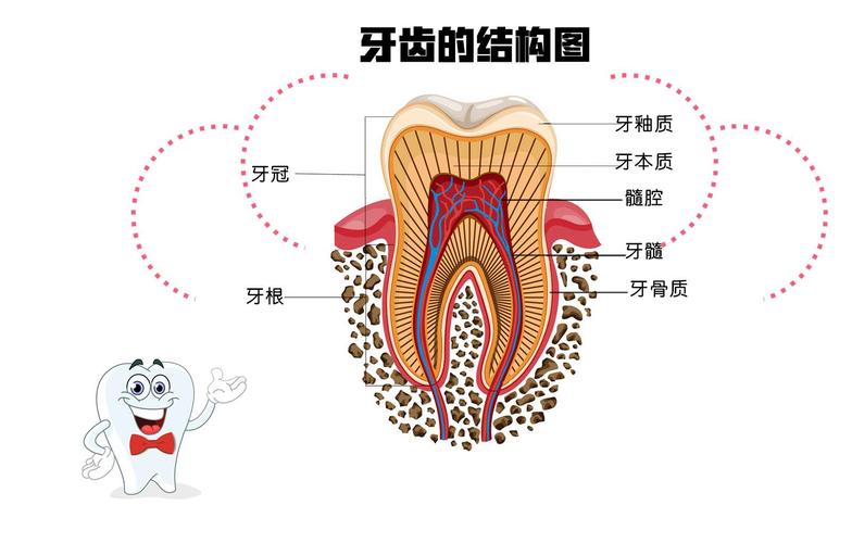 牙齿的结构