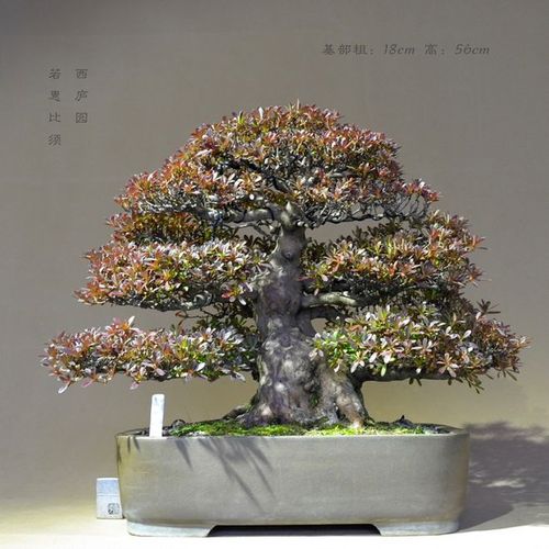 杜鹃 若惠比须 小品盆景 高档盆景 杜鹃盆景 西庐园盆景 花果盆景