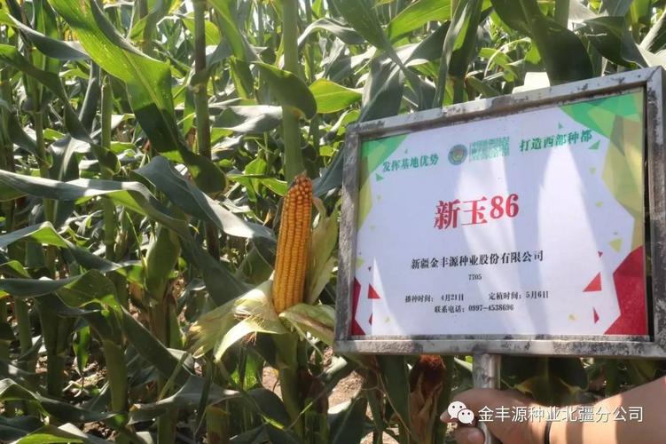 玉米品种简介