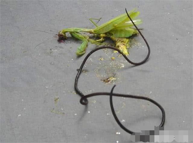 铁线虫对螳螂没有影响吗?真相让人不敢相信!