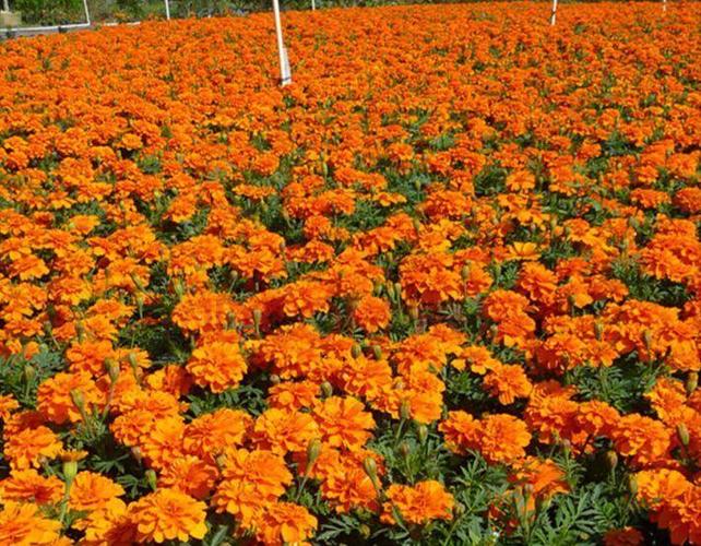 枣庄波斯菊种子